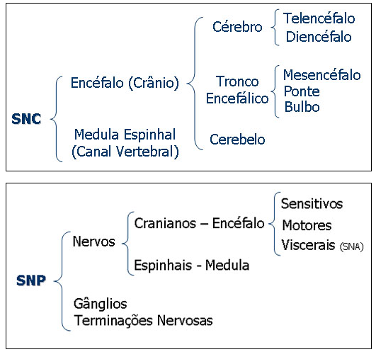 Nervoso central sistema pé